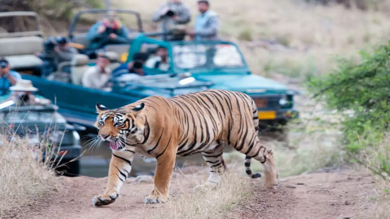 Into the Wild: Exploring the Magic of Wildlife Safaris