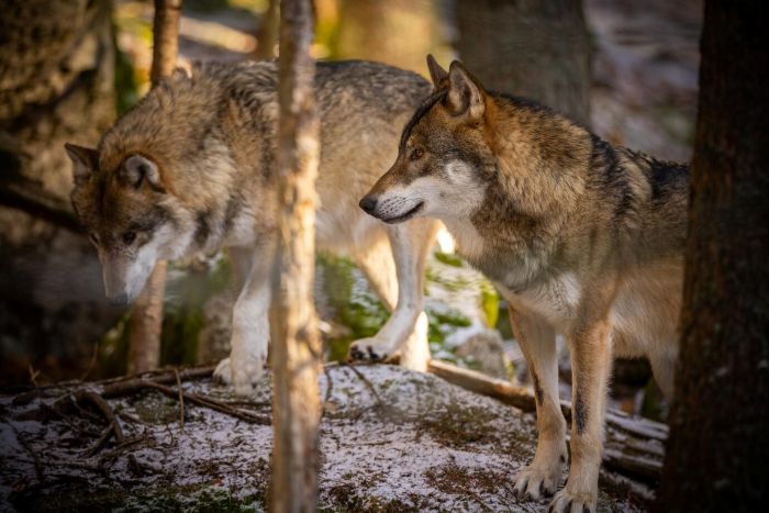 The Unexpected Conservation Benefits of Dire Wolf Research