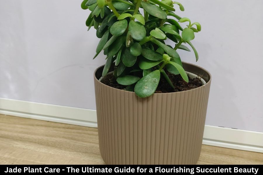 Jade Plant Care - The Ultimate Guide for a Flourishing Succulent Beauty